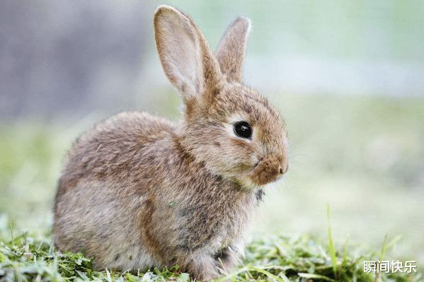 卯兔是乌金_卯兔运势_卯兔的来源