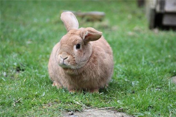 卯兔运势_卯兔是乌金_卯兔的来源