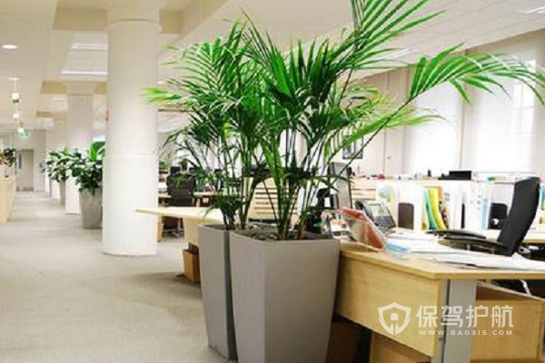 办公室风水(办公室的风水植物)-星座123