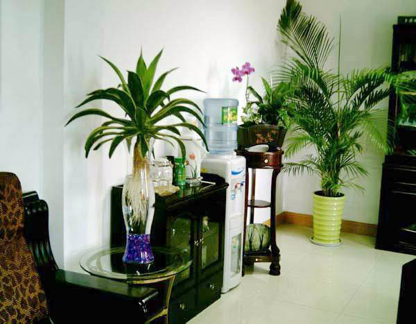 办公室的风水植物_办公室设计任务书_办公室风水