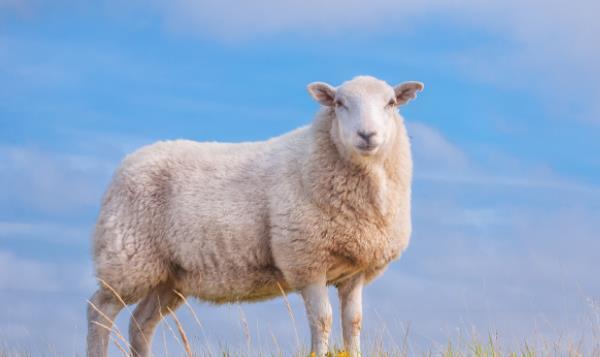 羊生肖今日运势查询_未羊运势_2015年运程每月运势羊