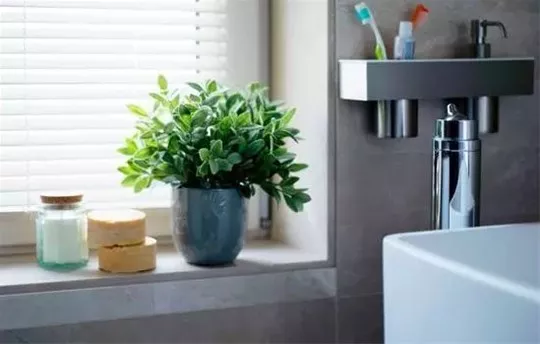 家居厕所里适合放什么植物？