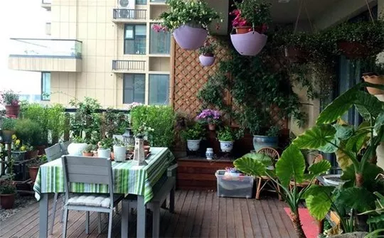 招财化煞：最适合在阳台上养的植物