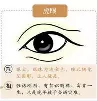 观眼识人术眼型图片_眼型算命_重症肌无力眼型